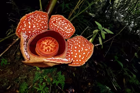 A large five-lobed flower in a jungle.