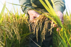 A person’s hands checking ripe rice plants under sunshine.