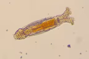 A small animal that looks like a short, thick worm with two hairy wheels coming out of its head. 