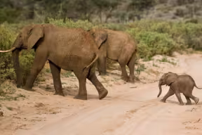 Photograph of adult elephants and calf