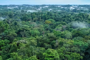 Tropical Forest Americas Credit Maris Maskalans Getty Images
