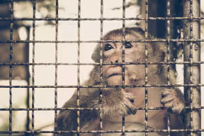New project aims to transform how wildlife trade is monitored and managed.