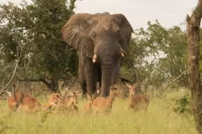 A photograph of an African elephant