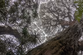 australian trees by Alexander Shenkin