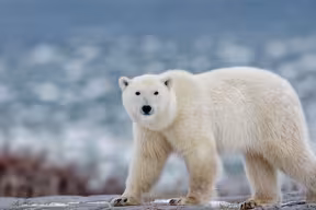 ‘Citizen scientists’ help researchers gather new insights into polar bear behaviour