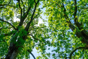 Ash trees