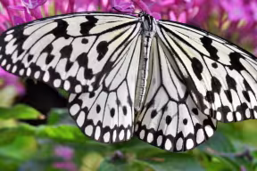 Photograph of a tropical butterfly