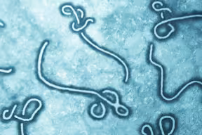 Ebola vaccine offers long-lasting immunity