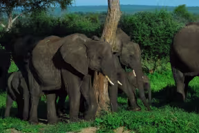 Picture of a small herd of elephants