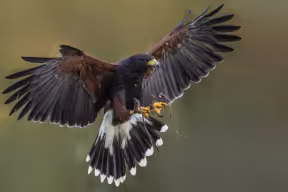 Photograph of a Harris' hawk braking in mid air