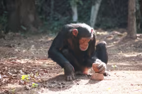 Monkey cracking a nut using two rocks