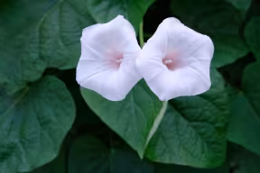 Ipomoea aequatoriensis flowers at University of Oxford Department of Plant Sciences Photographs by Tom Wells
