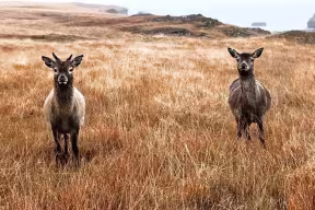 Red deer on the Isle of Rum