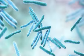 Tuberculosis bacteria