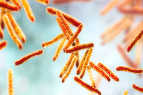 Tuberculosis bacteria