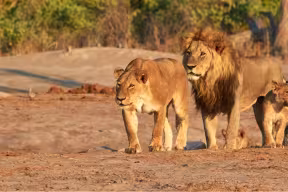 A male and female lion, with two cubs, in a desert landscape. 