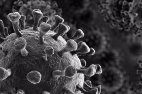 Coronavirus cells