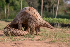 An Indian Pangolin. Image credit: Shutterstock