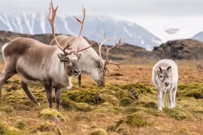 Wild reindeer family - Spitsbergen, Svalbard