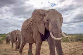 Elephants walking in Kenya