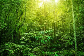 tropical forest borneo
