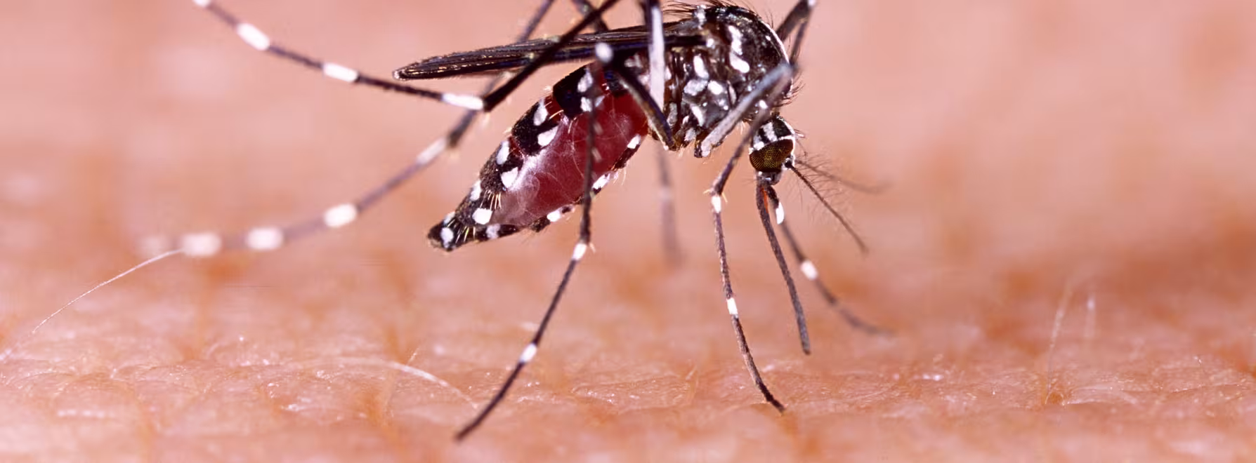 Aedes aegypti mosquito