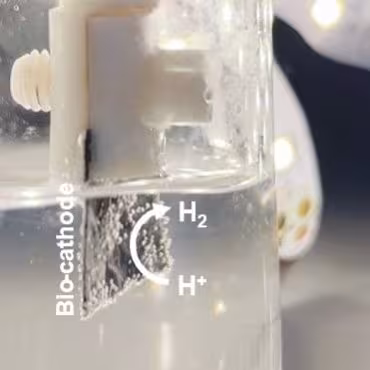 Close-up of a transparent laboratory reactor chamber filled with liquid, labeled “Bio‑cathode,” showing bubbles forming as hydrogen gas is produced near electrodes.