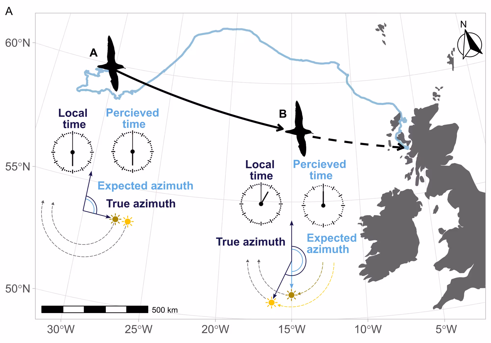 Infographic showing clock-shift that occurs during homing flights of shearwaters.