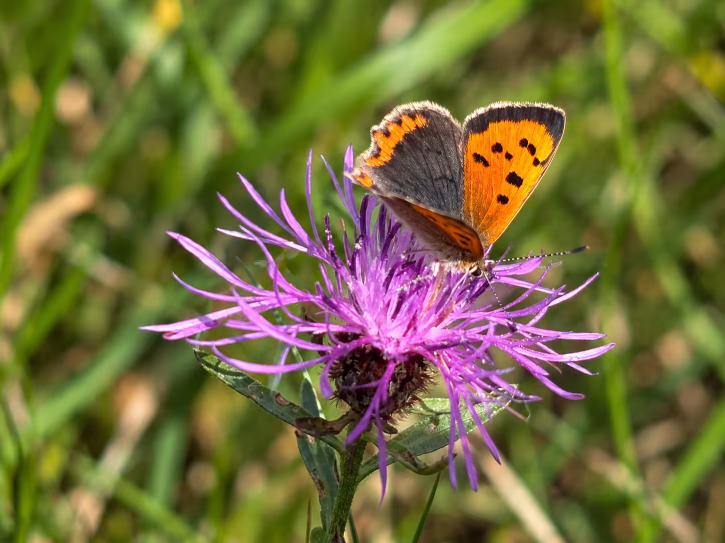 Orange butterfly on a purple flower, surrounded by grass